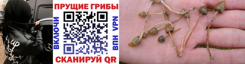 купить закладку  Сухой Лог  Псилоцибиновые грибы GOLDEN TEACHER 